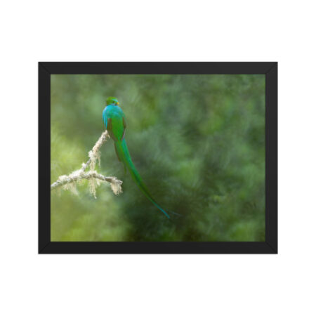 Resplendent Quetzal! Framed poster