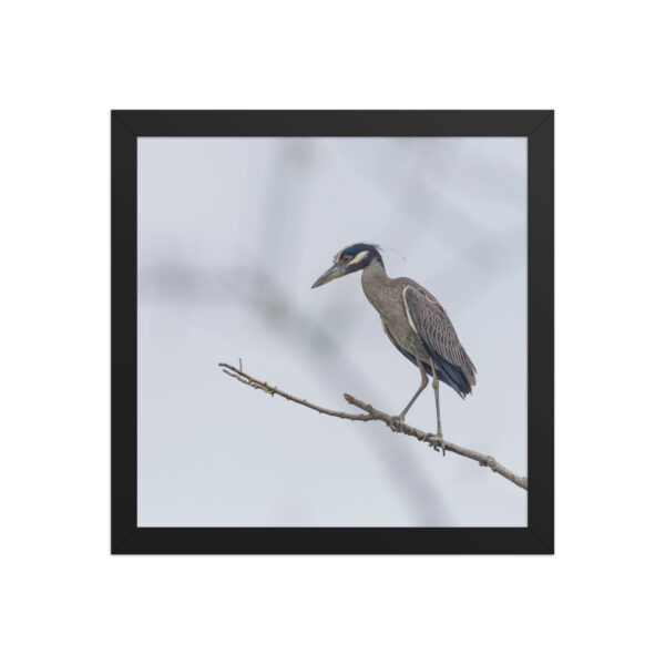 Yellow crowned night heron! Framed poster - Image 5