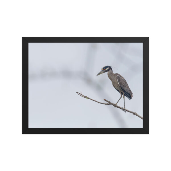 Yellow crowned night heron! Framed poster - Image 6
