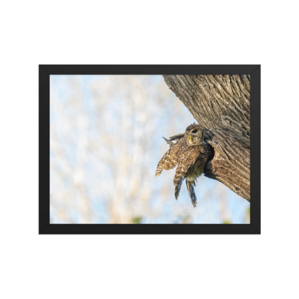 Mama barred owl! Framed poster - Image 6