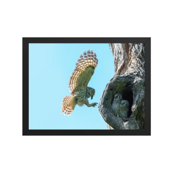 Feeding Time - Female Barred owl! Framed poster - Image 6