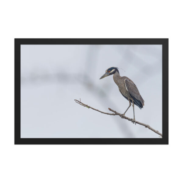 Yellow crowned night heron! Framed poster - Image 7