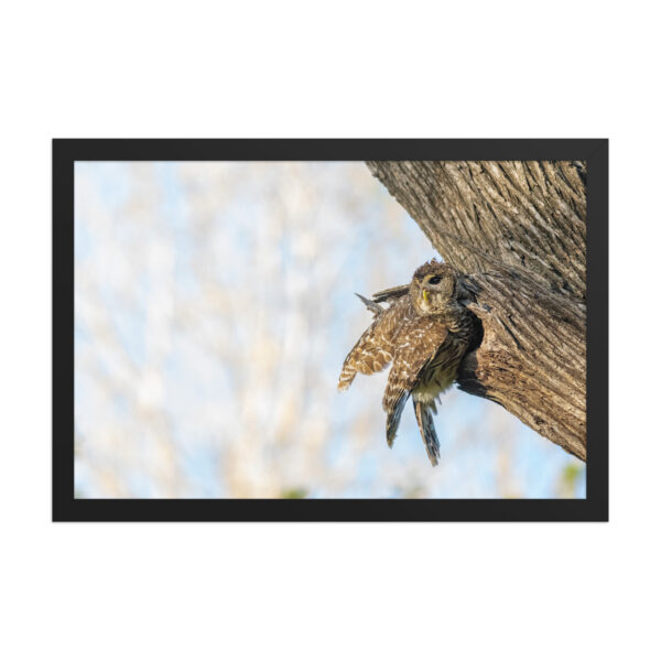 Mama barred owl! Framed poster - Image 7