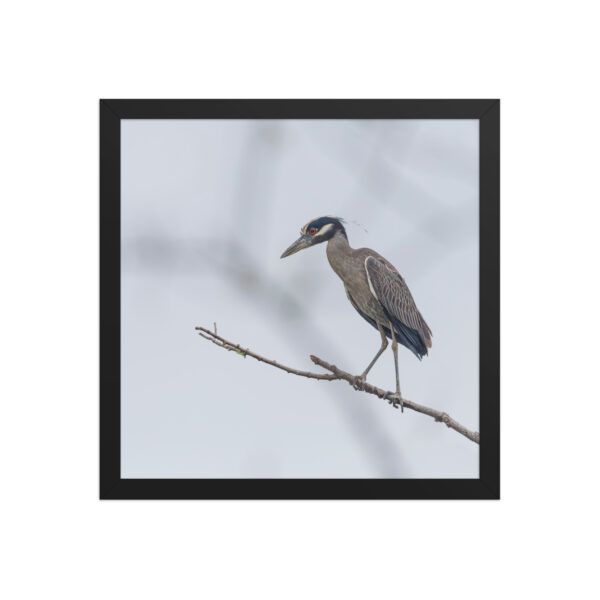 Yellow crowned night heron! Framed poster - Image 8
