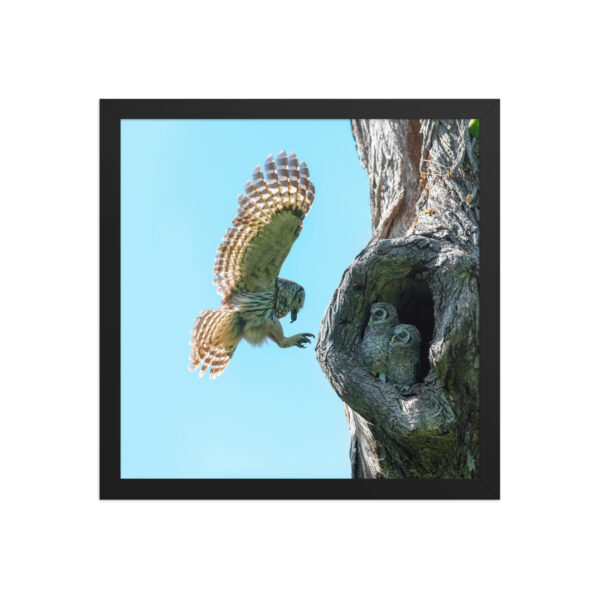 Feeding Time - Female Barred owl! Framed poster - Image 8
