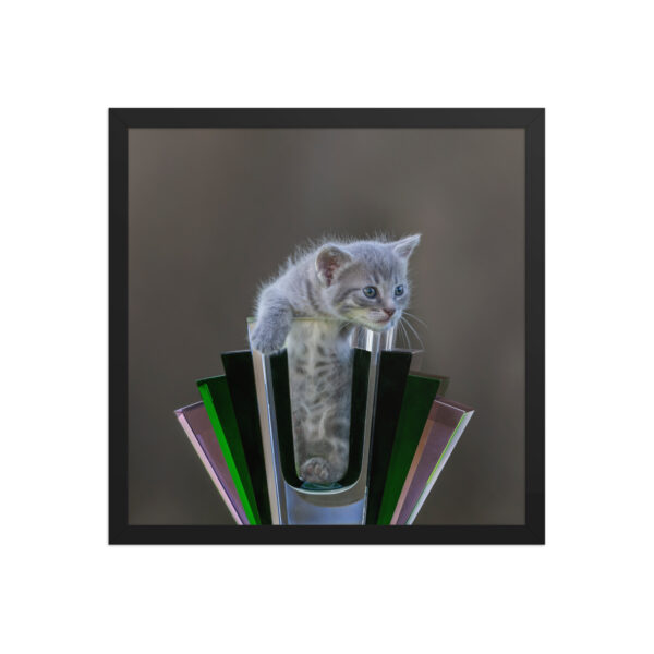 Gray Kitten! Framed poster - Image 8