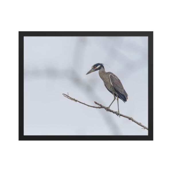 Yellow crowned night heron! Framed poster - Image 10