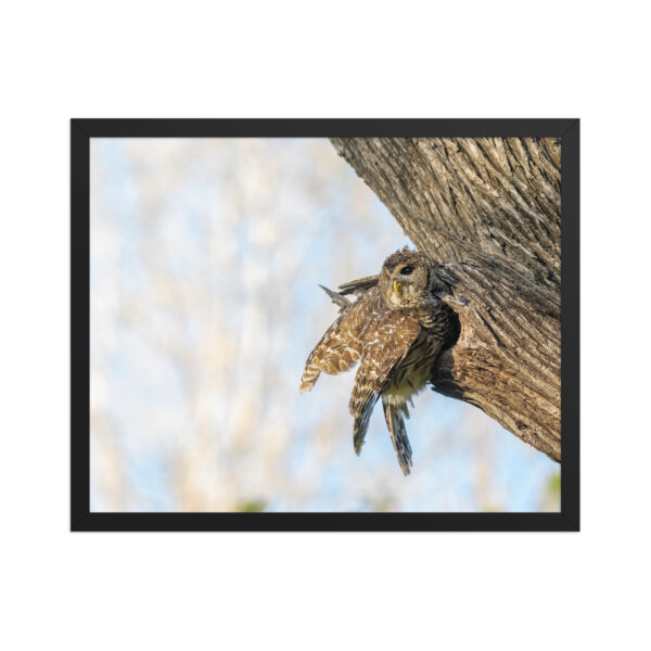 Mama barred owl! Framed poster - Image 10