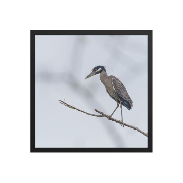 Yellow crowned night heron! Framed poster - Image 11
