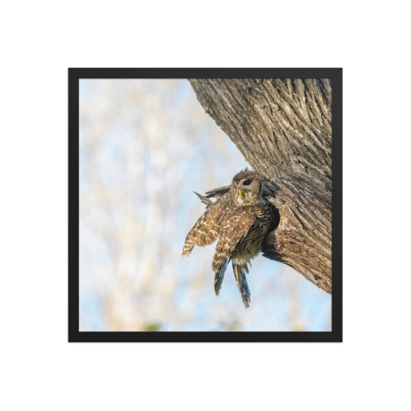 Mama barred owl! Framed poster - Image 11
