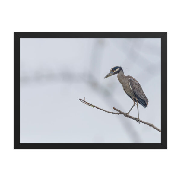 Yellow crowned night heron! Framed poster - Image 12