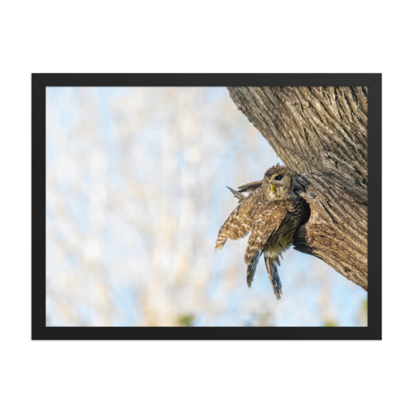 Mama barred owl! Framed poster - Image 12