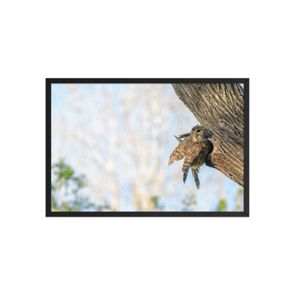 Mama barred owl! Framed