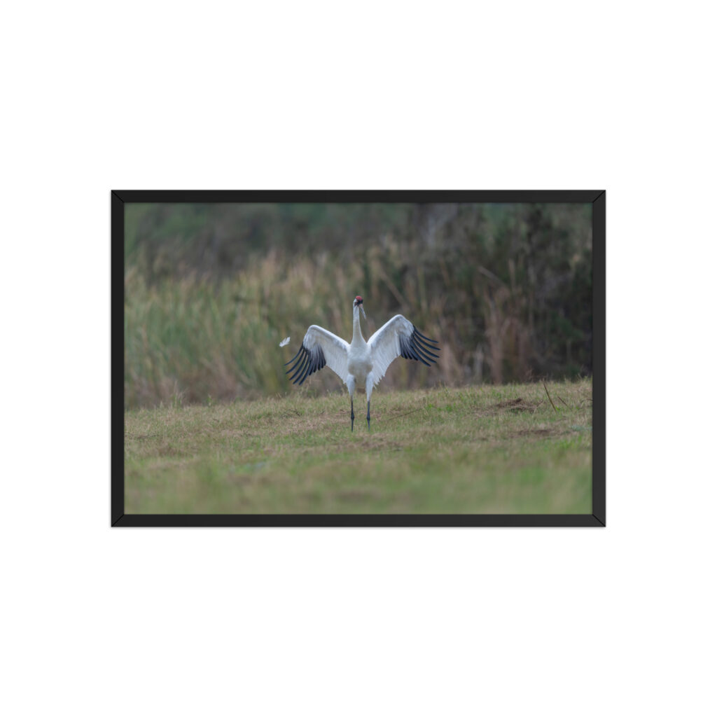 Whooping crane feather! Framed poster
