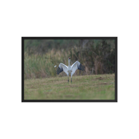 Whooping crane feather! Framed poster