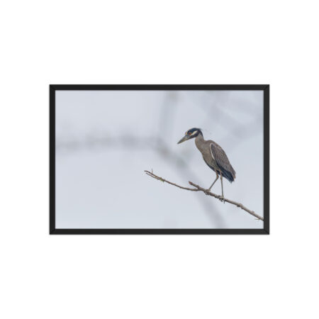 Yellow crowned night heron! Framed poster