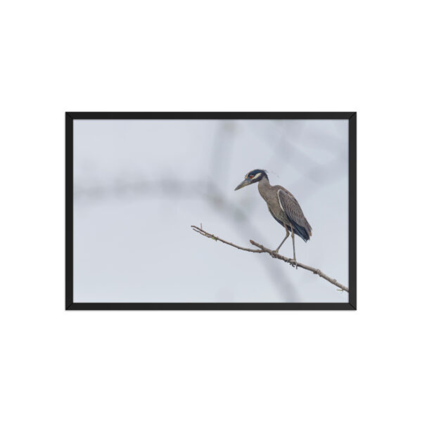 Yellow crowned night heron! Framed poster