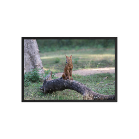 Dhole! Framed poster
