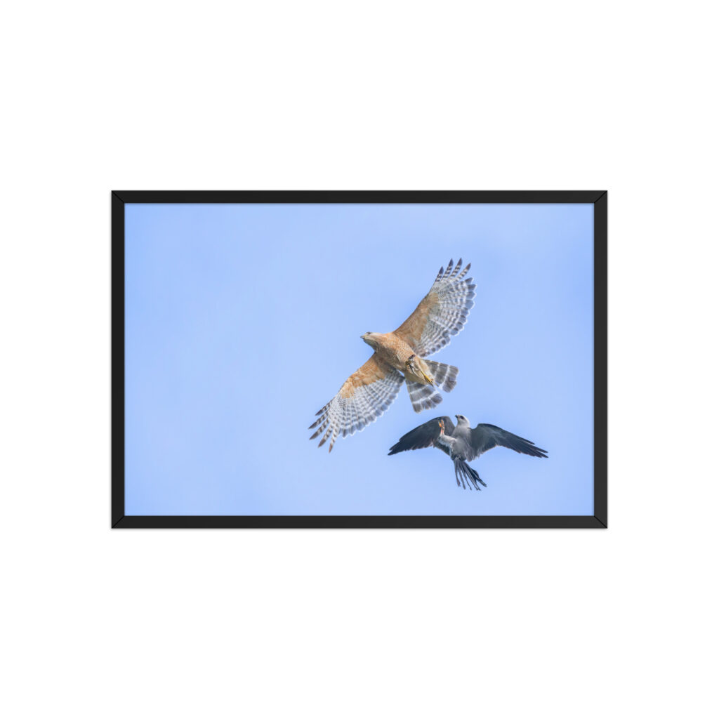 Red-shouldered hawk fighting with Mississippi kite! Framed poster