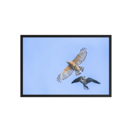 Red-shouldered hawk fighting with Mississippi kite! Framed poster