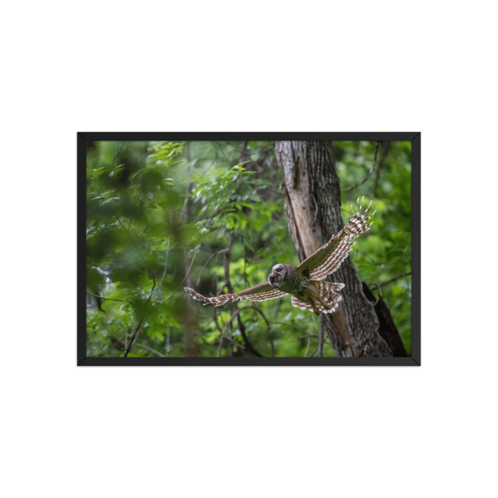 Barred Owl spreading its wings! Framed poster