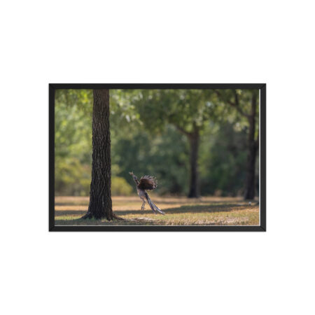 Rushing with a prey! Framed poster