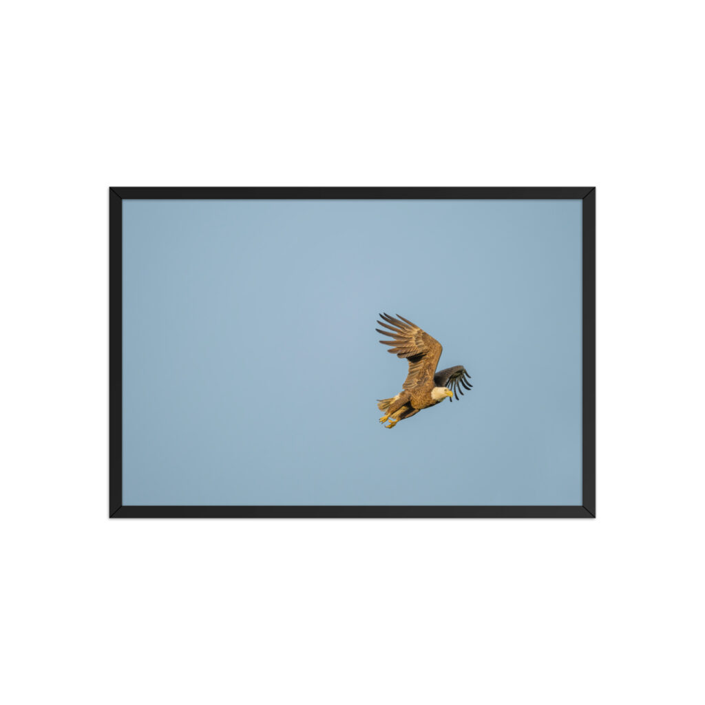 Blue Sky Bald Eagle! Framed poster