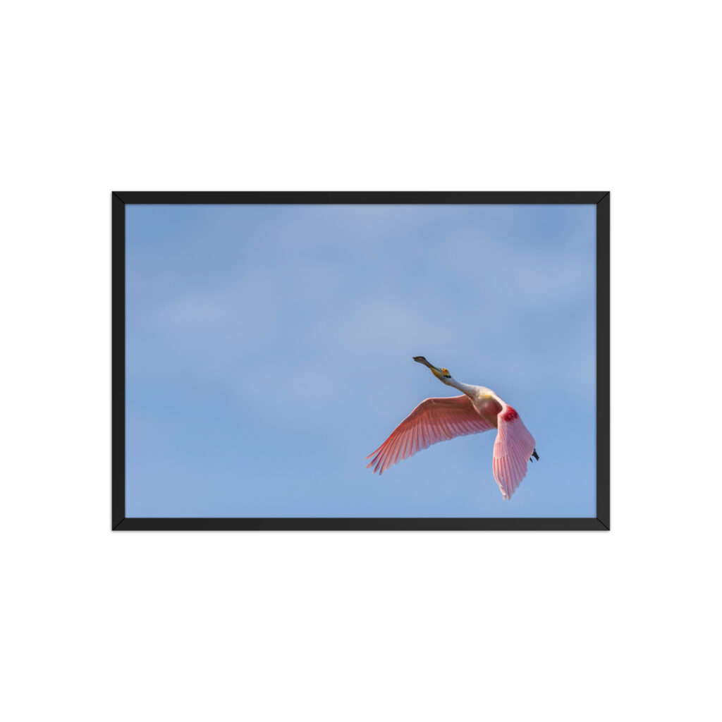 Shooting Star! Framed poster