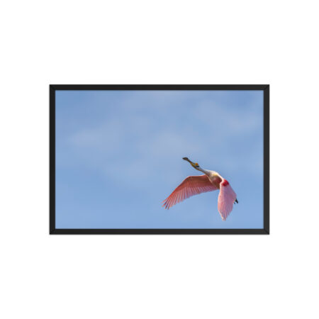 Shooting Star! Framed poster