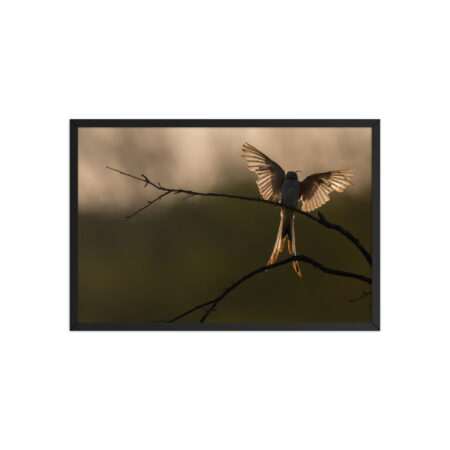 Scissor Tailed Flycatcher! Framed poster