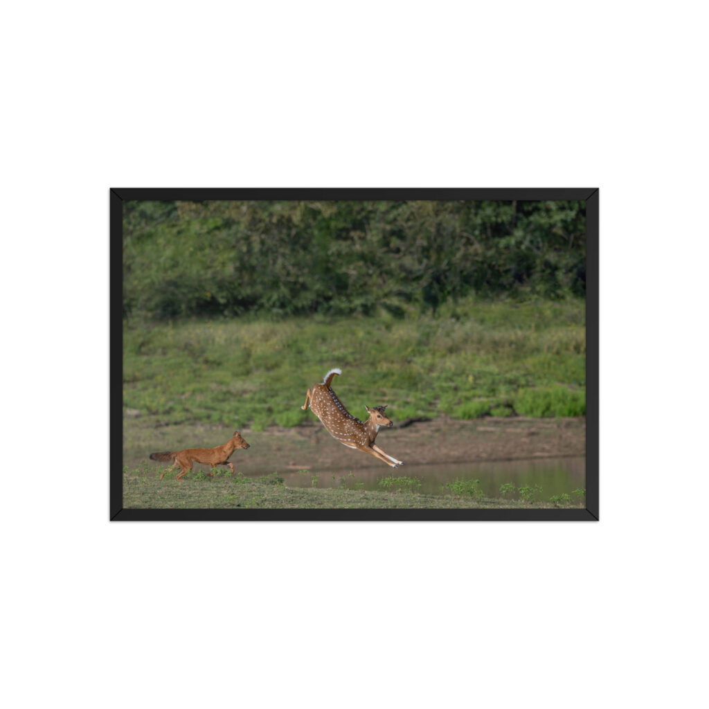 Running away from dhole! Framed poster