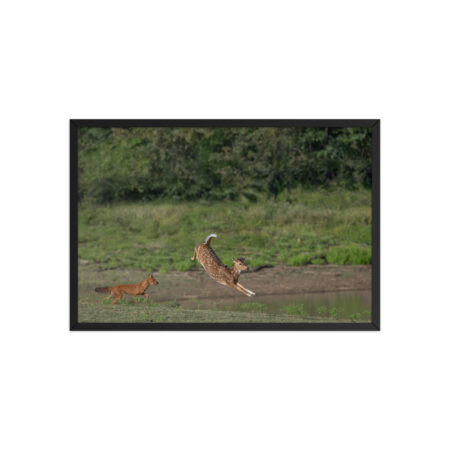 Running away from dhole! Framed poster