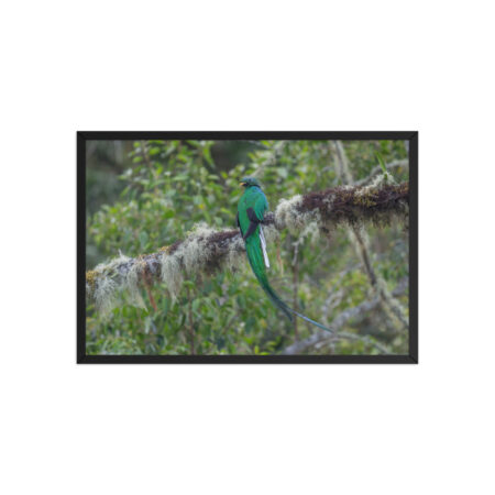 Resplendent Quetzal! Framed poster