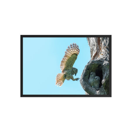 Feeding Time - Female Barred owl! Framed poster