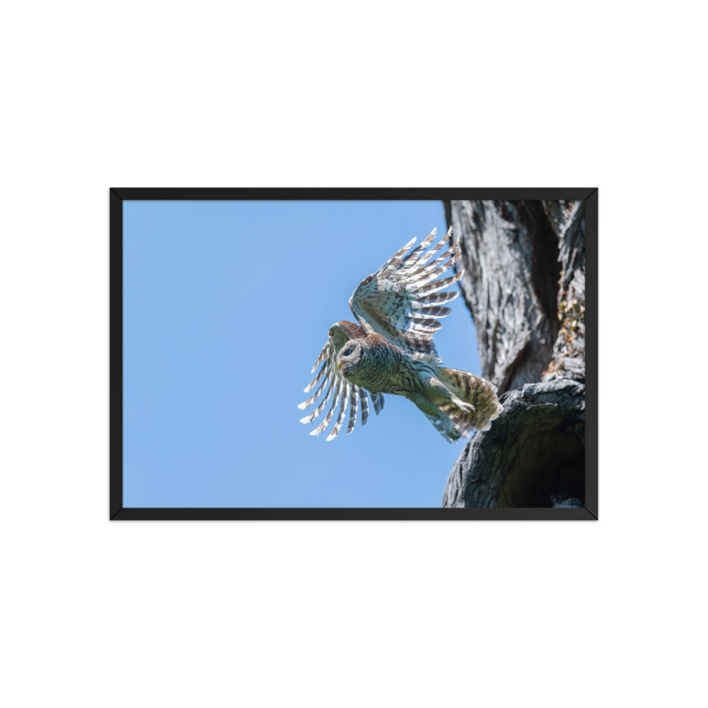 Magic Feathers! Framed poster