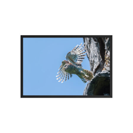 Magic Feathers! Framed poster