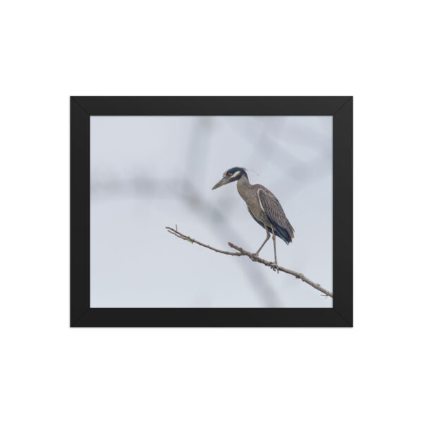 Yellow crowned night heron! Framed poster - Image 2