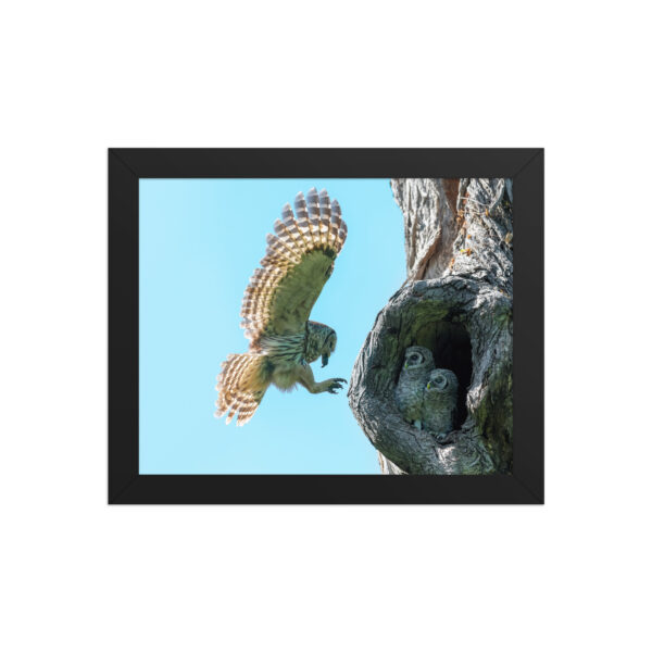 Feeding Time - Female Barred owl! Framed poster - Image 2