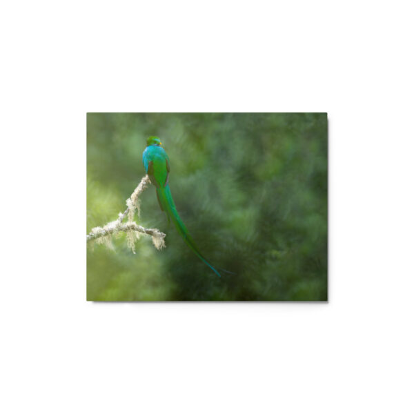 Resplendent Quetzal! Metal prints - Image 2