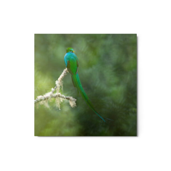 Resplendent Quetzal! Metal prints - Image 3