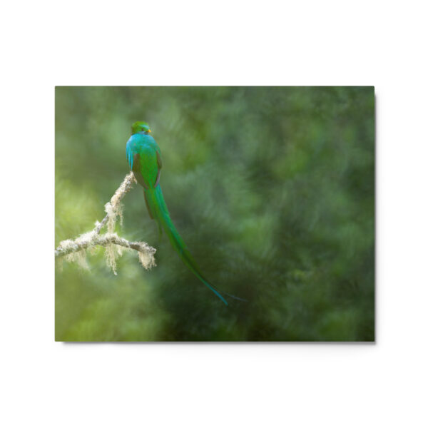 Resplendent Quetzal! Metal prints - Image 4