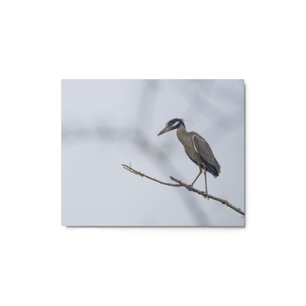 Yellow crowned night heron! Metal prints