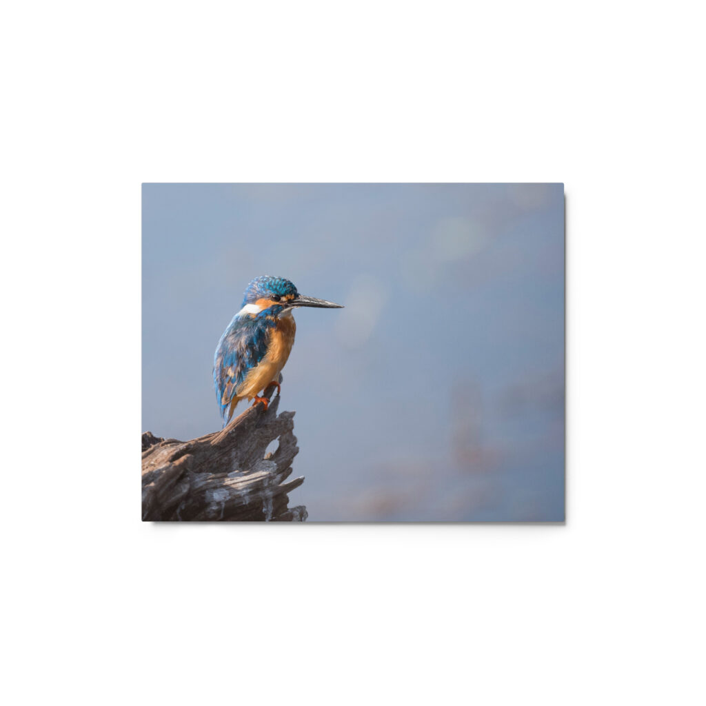 Common kingfisher! Metal prints
