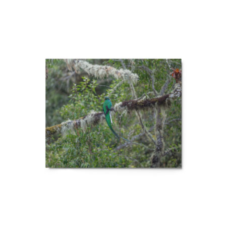 Resplendent Quetzal! Metal prints