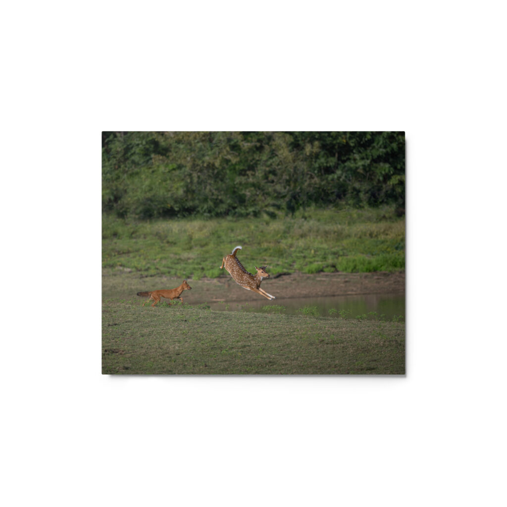 Running away from dhole! Metal prints
