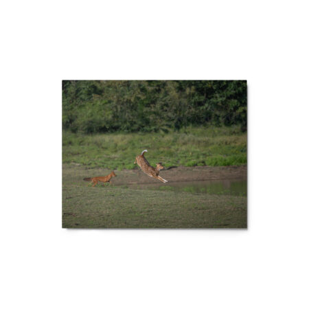 Running away from dhole! Metal prints
