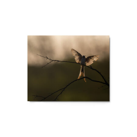 Scissor Tailed Flycatcher! Metal prints