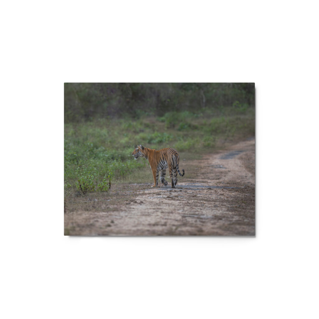 Tiger! Metal prints