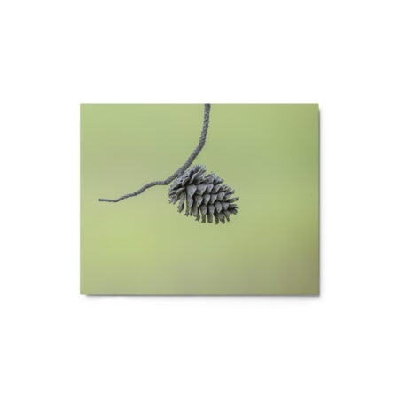 Pine Cone! Metal prints