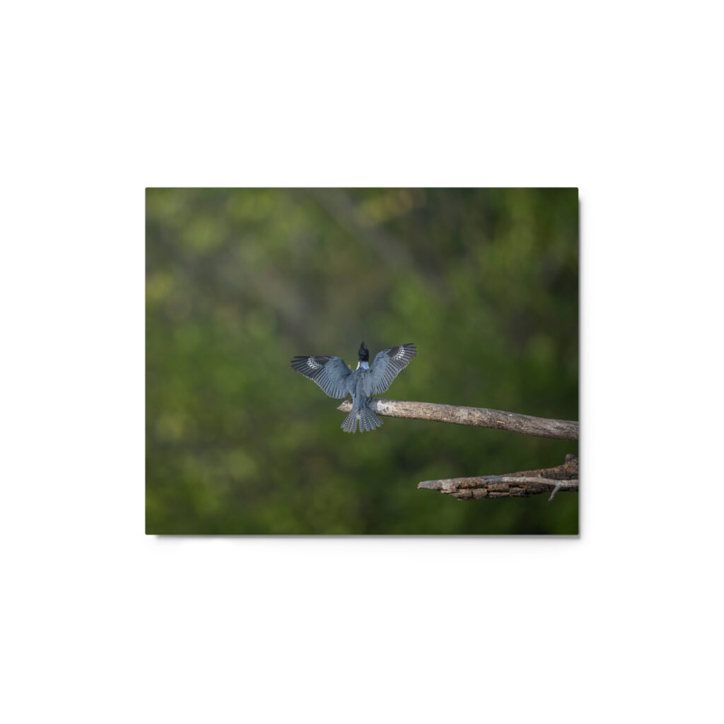 Belted Kingfisher! Metal prints
